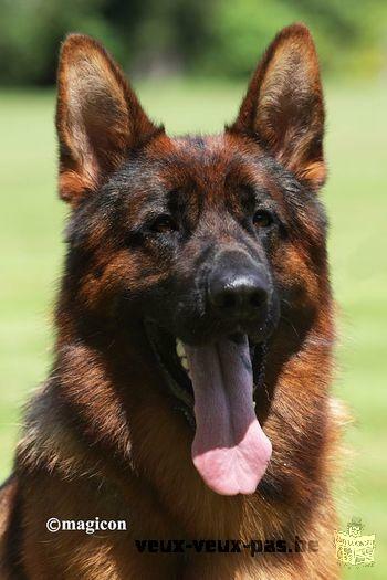 A réserver pour Février Magnifiques Chiots Berger Allemand noir et feu