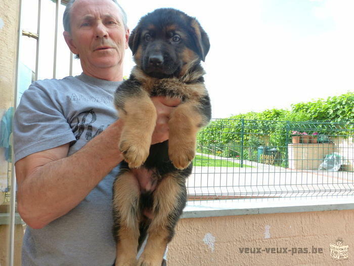 A réserver pour Février Magnifiques Chiots Berger Allemand noir et feu