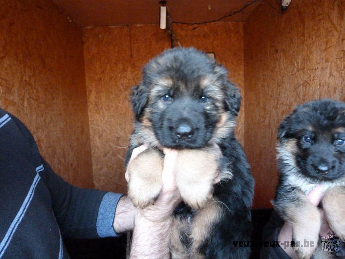 A réserver pour Février Magnifiques Chiots Berger Allemand noir et feu