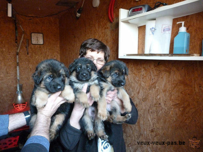 A réserver pour Février Magnifiques Chiots Berger Allemand noir et feu