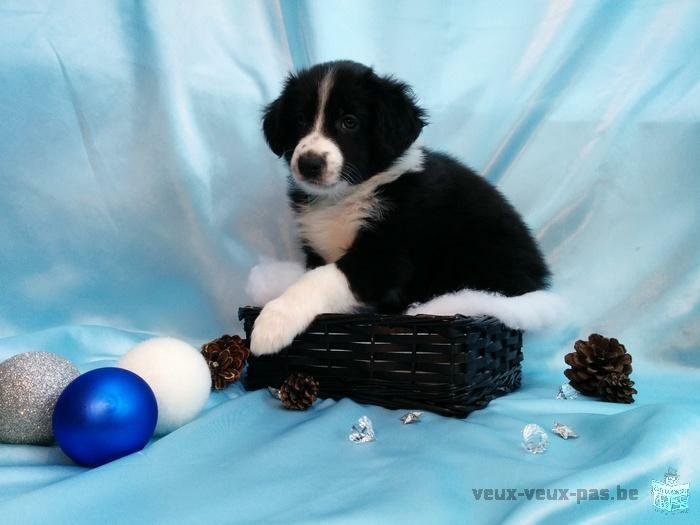 Superbe Chiot Border Collie à vendre