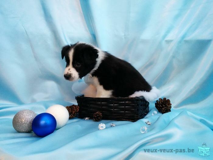 Superbe Chiot Border Collie à vendre