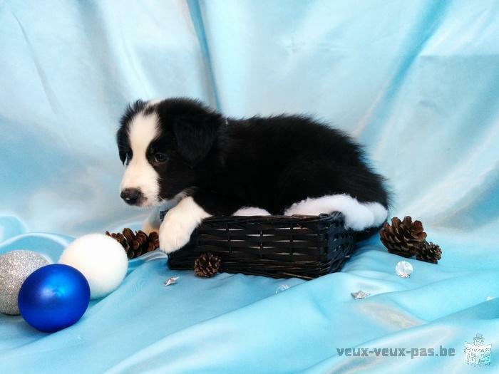 Superbe Chiot Border Collie à vendre