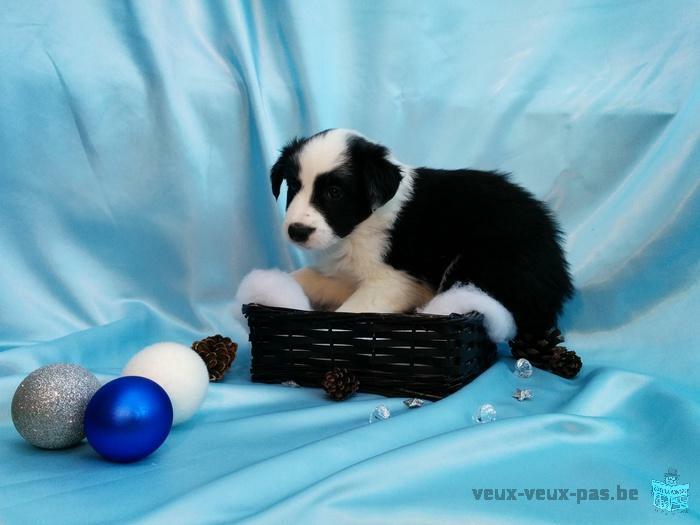 Superbe Chiot Border Collie à vendre