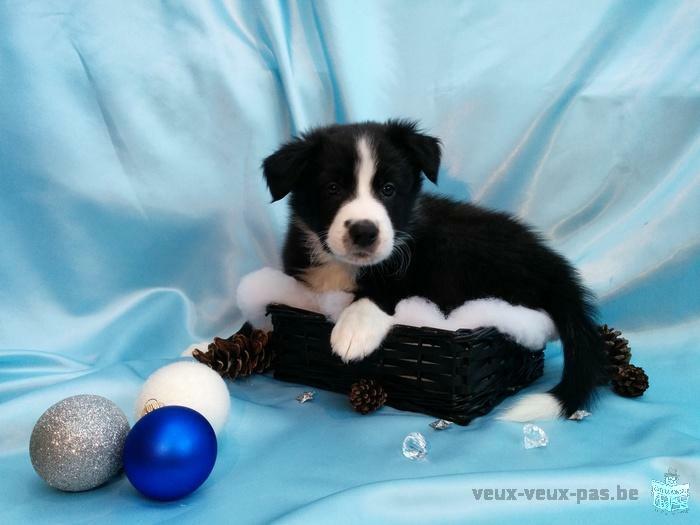 Superbe Chiot Border Collie à vendre