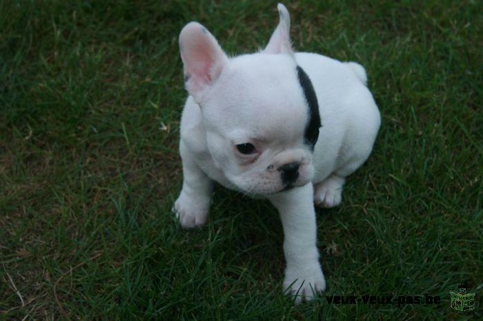 Adorable chiot type bouledogue français plus accessoires