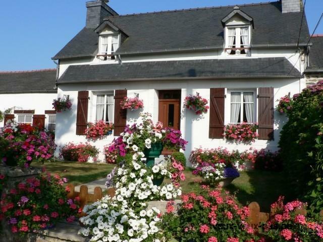 le Grand Hortensias ¨Pleyben centre Finistère France