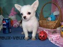 A donner magnifique chiot chihuahua femelle