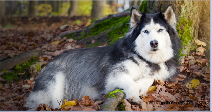 recherche Husky mâle à donner