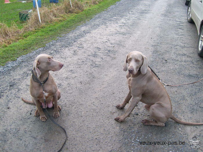 Chiots de bracque de weimar