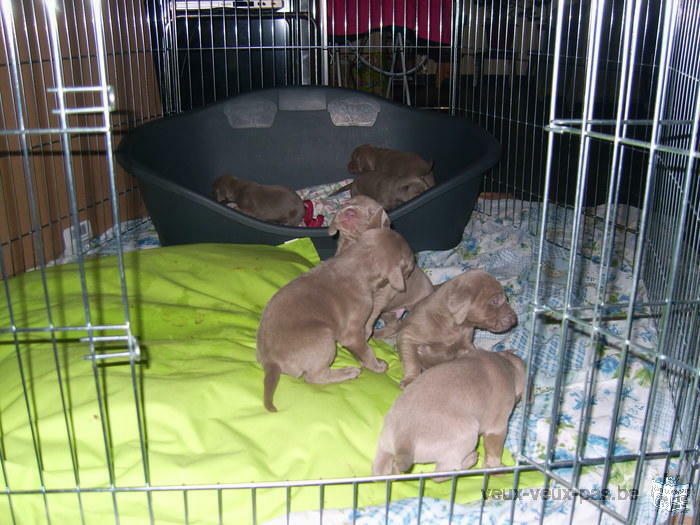 Chiots de bracque de weimar