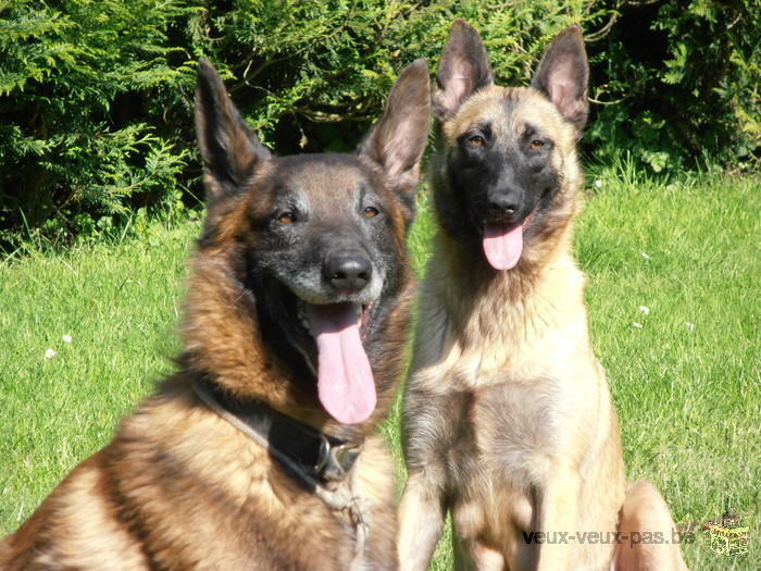 Chiots Bergers Malinois à vendre