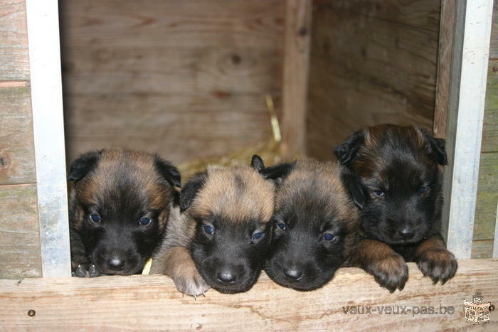 Chiots Bergers Malinois à vendre