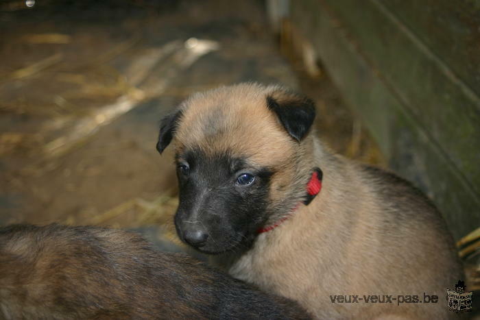 Chiots Bergers Malinois à vendre