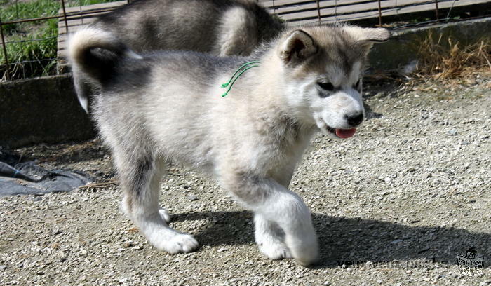 Malamute d'Alaska - Val des Hurlus