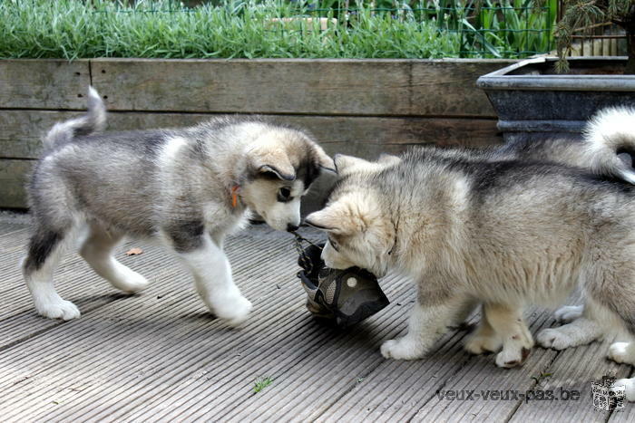 Malamute d'Alaska - Val des Hurlus