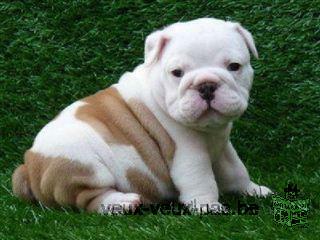 Magnifique Chiots bulldog anglais disponibles