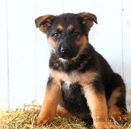 chiots berger allemand mâle et femelle