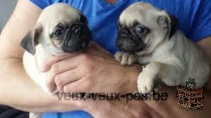 ADORABLES Chiots de race carlin a donner (mâle et femelle).