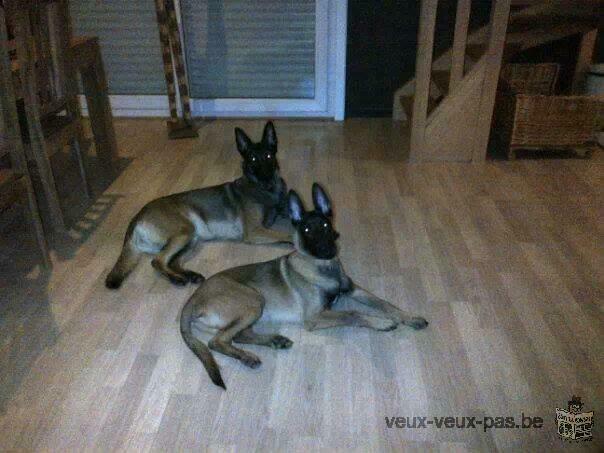 chiots Berger Malinois