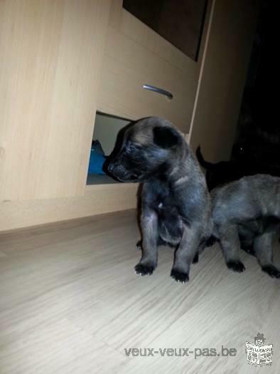 chiots Berger Malinois