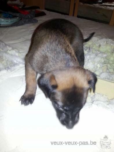 chiots Berger Malinois