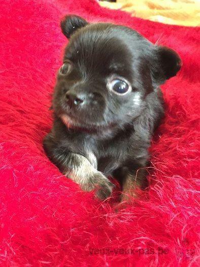 a vendre chiot chihuahua