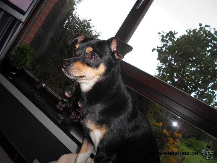 chien chihuahua croisé pinscher 100 euro