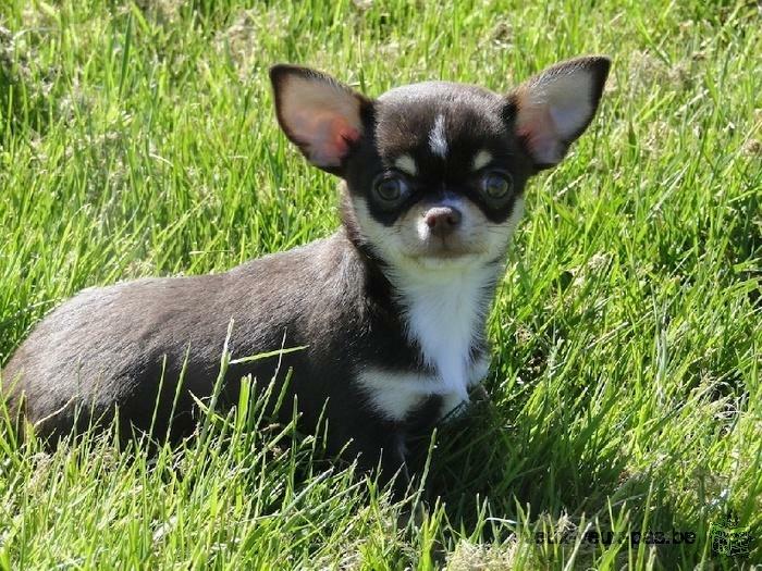 MAGNIFIQUE CHIHUAHUA FEMELLE NON LOF A DONNER