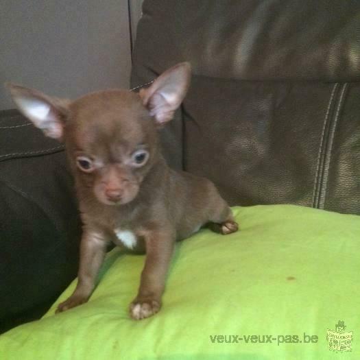 superbe chihuahua choco poils courts