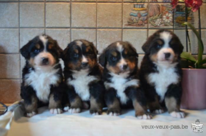 Bouvier Bernois chiots à vendre