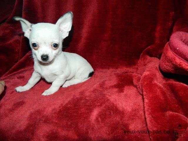 Magnifique chihuahua femelle