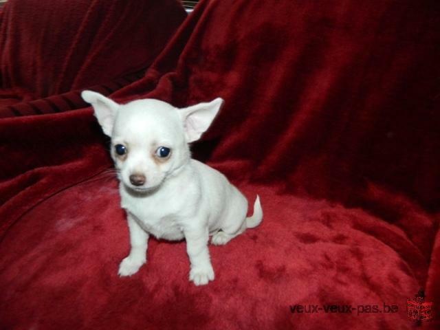 Magnifique chihuahua femelle