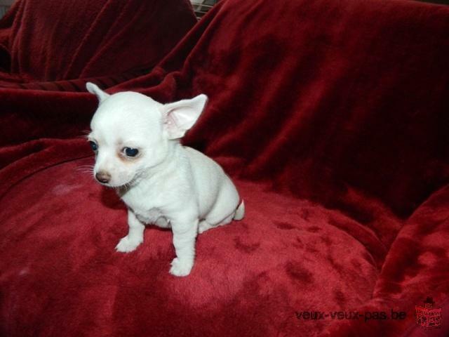 Magnifique chihuahua femelle