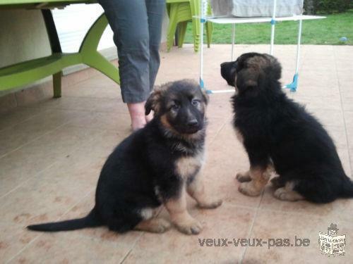 Adorable chiots berger Allemand