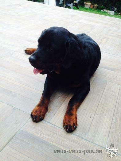 Rottweiler à vendre