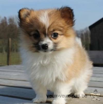 je cherche un chiot femelle de race papillon