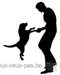 Dressage des chiens