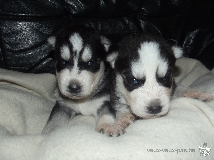 Chiots Husky Sibérien