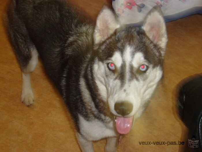 Chiots Husky Sibérien