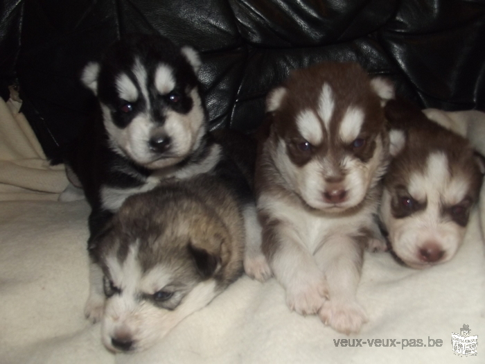 Chiots Husky Sibérien