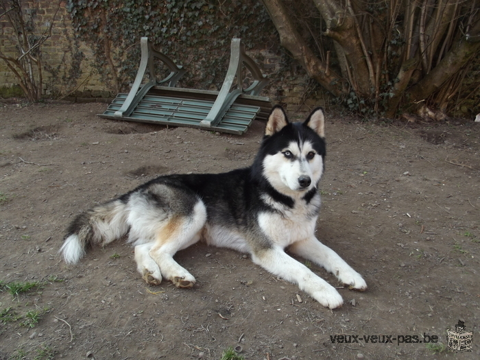 Chiots Husky Sibérien