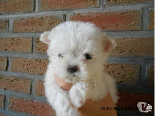 a adopter chiots type Bichon maltais