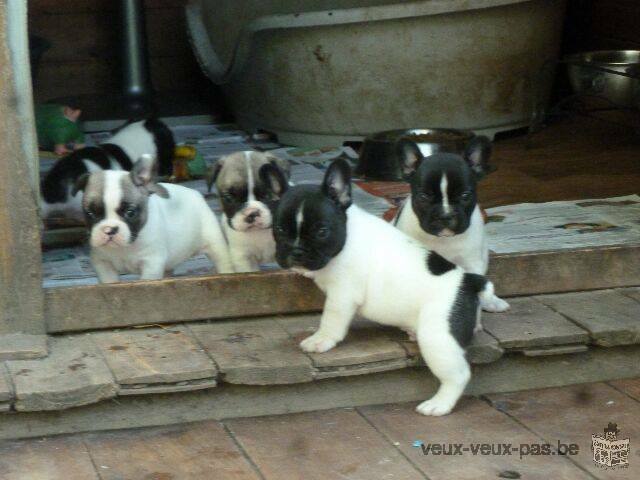 chiots bouledogue francais a donner