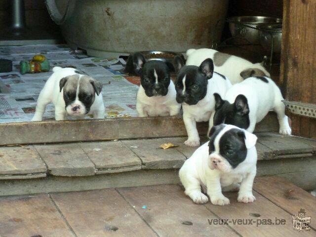 chiots bouledogue francais a donner