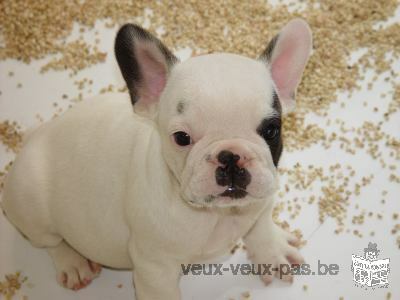 Adorable bouledogue français femelle LOF