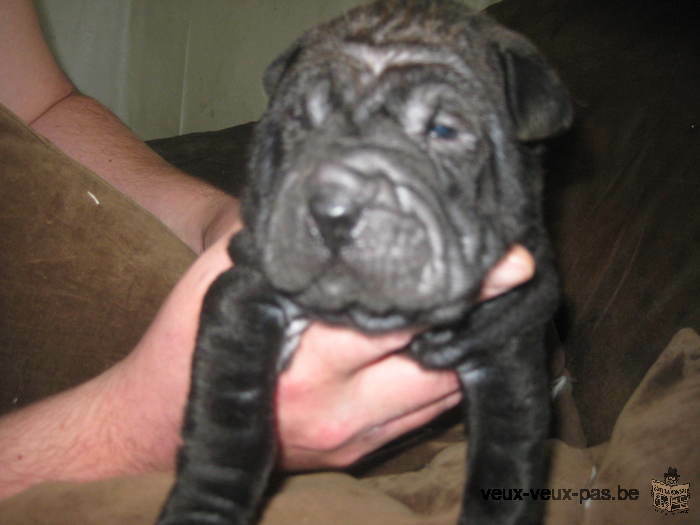 chiots shar pei à réservé