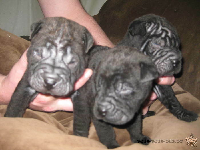 chiots shar pei à réservé