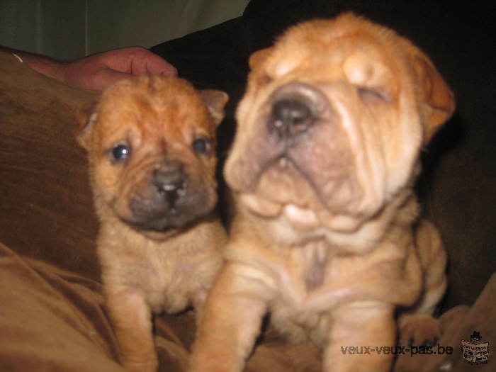 chiots shar pei à réservé