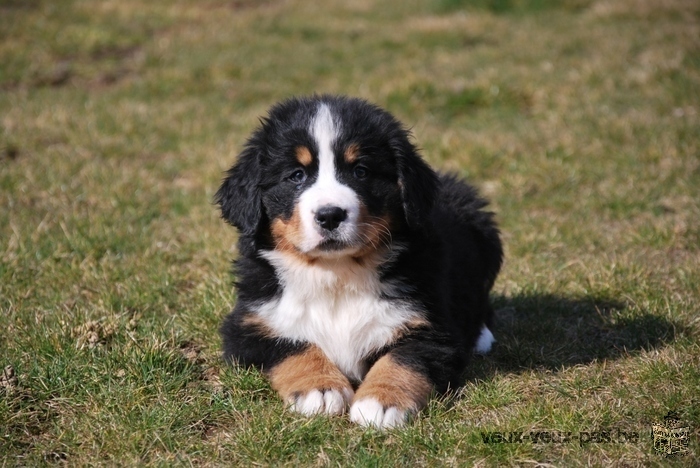 Adoption de mes adorables chiots bouvier bernois